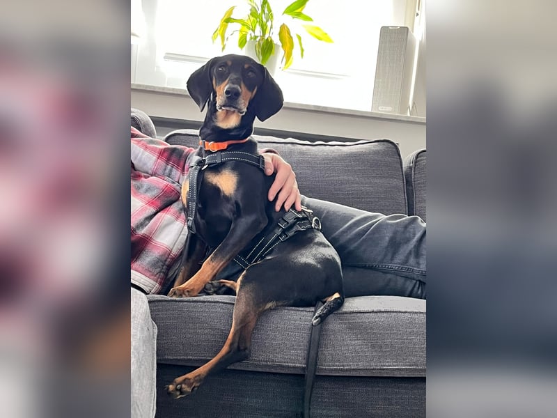 Handlicher, gepflegter, verspielter Kurzhaardackel ähnl. Hundejunge, 5J., Kastriert