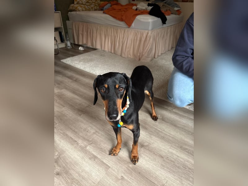 Handlicher, gepflegter, verspielter Kurzhaardackel ähnl. Hundejunge, 5J., Kastriert