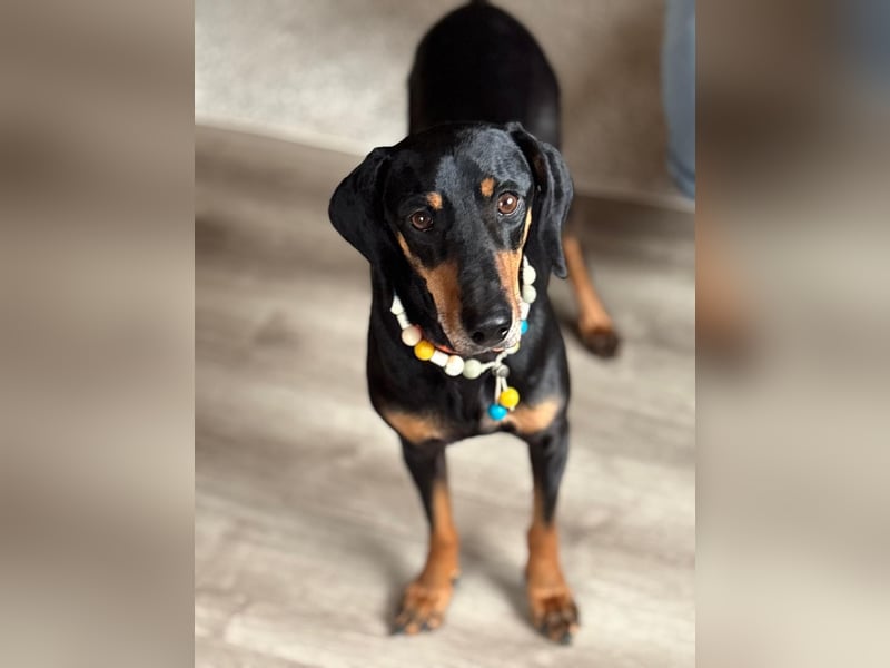 Handlicher, gepflegter, verspielter Kurzhaardackel ähnl. Hundejunge, 5J., Kastriert