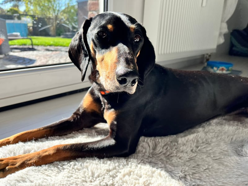 Handlicher, gepflegter, verspielter Kurzhaardackel ähnl. Hundejunge, 5J., Kastriert
