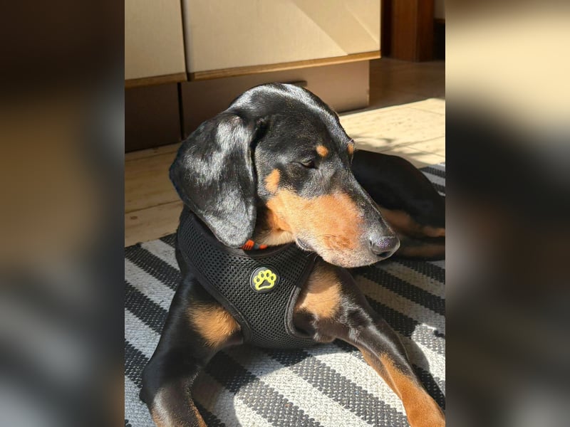 Handlicher, gepflegter, verspielter Kurzhaardackel ähnl. Hundejunge, 5J., Kastriert