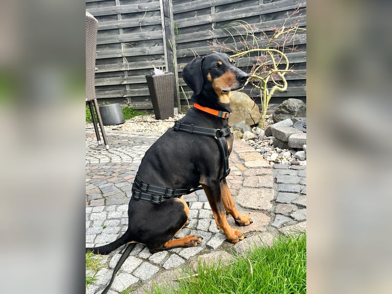 Handlicher, gepflegter, verspielter Kurzhaardackel ähnl. Hundejunge, 5J., Kastriert
