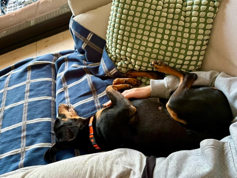 Handlicher, gepflegter, verspielter Kurzhaardackel ähnl. Hundejunge, 5J., Kastriert