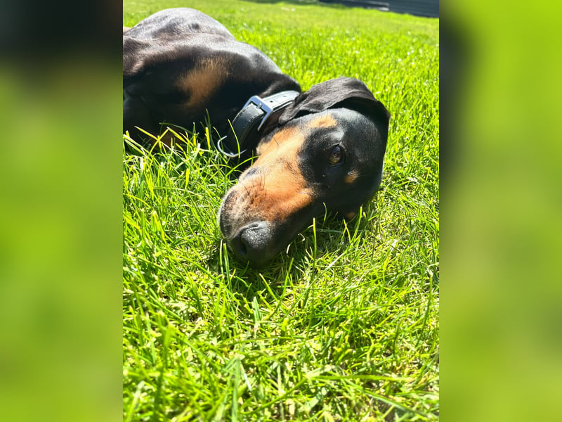 Handlicher, gepflegter, verspielter Kurzhaardackel ähnl. Hundejunge, 5J., Kastriert
