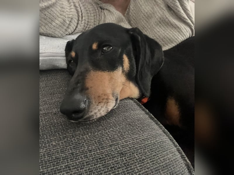 Handlicher, gepflegter, verspielter Kurzhaardackel ähnl. Hundejunge, 5J., Kastriert