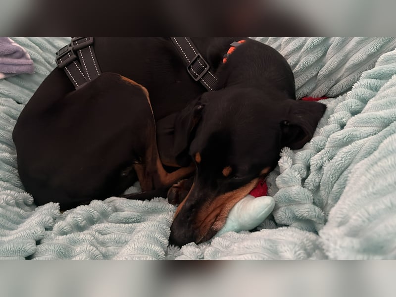 Handlicher, gepflegter, verspielter Kurzhaardackel ähnl. Hundejunge, 5J., Kastriert