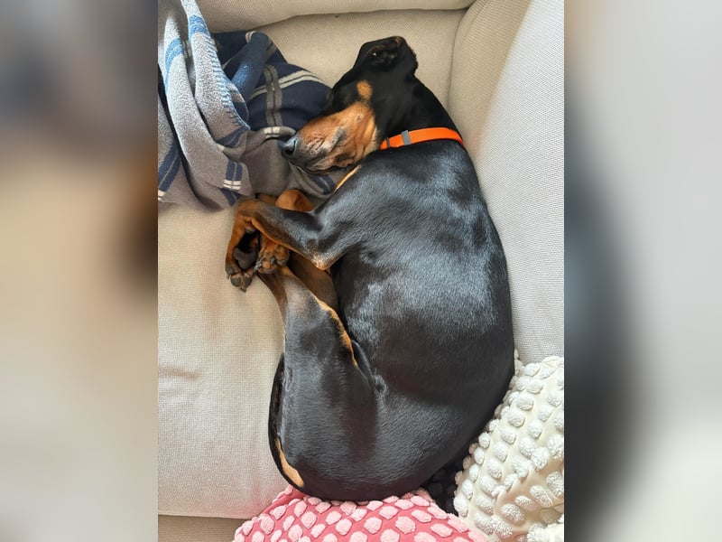 Handlicher, gepflegter, verspielter Kurzhaardackel ähnl. Hundejunge, 5J., Kastriert