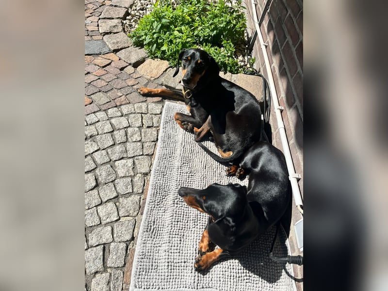 Handlicher, gepflegter, verspielter Kurzhaardackel ähnl. Hundejunge, 5J., Kastriert