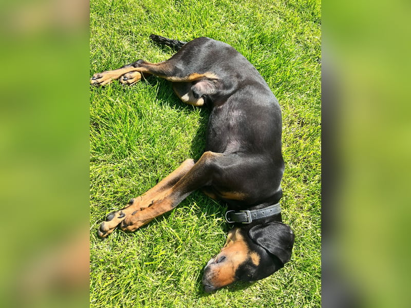 Handlicher, gepflegter, verspielter Kurzhaardackel ähnl. Hundejunge, 5J., Kastriert
