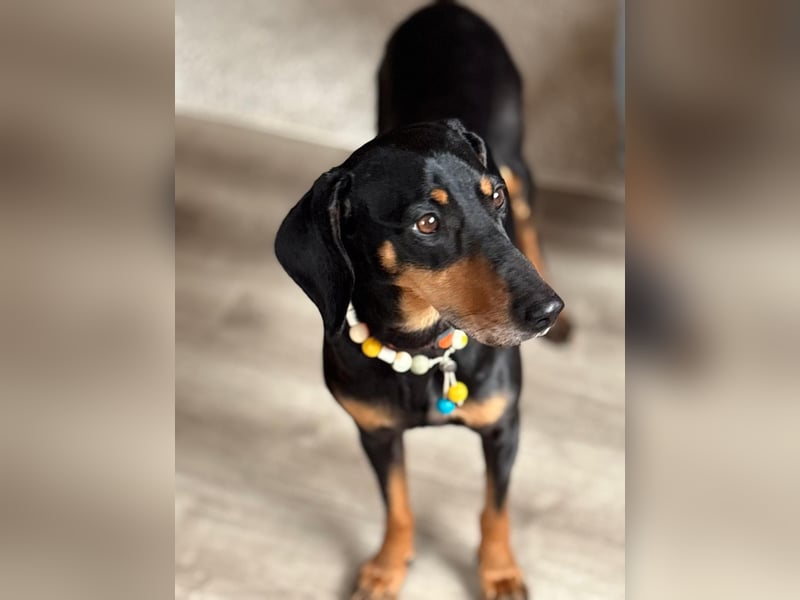 Handlicher, gepflegter, verspielter Kurzhaardackel ähnl. Hundejunge, 5J., Kastriert