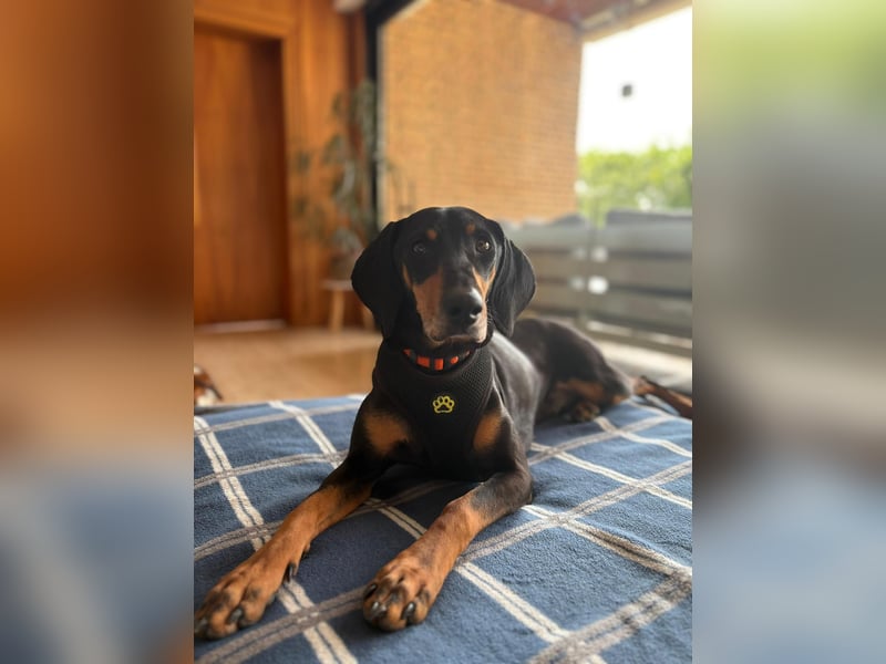 Handlicher, gepflegter, verspielter Kurzhaardackel ähnl. Hundejunge, 5J., Kastriert