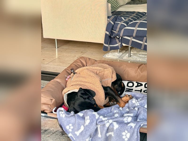 Handlicher, gepflegter, verspielter Kurzhaardackel ähnl. Hundejunge, 5J., Kastriert