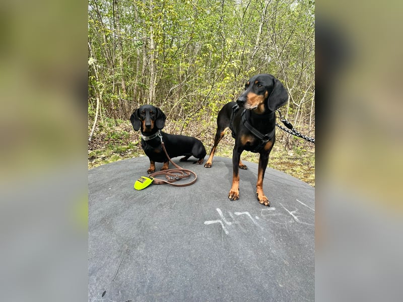 Handlicher, gepflegter, verspielter Kurzhaardackel ähnl. Hundejunge, 5J., Kastriert
