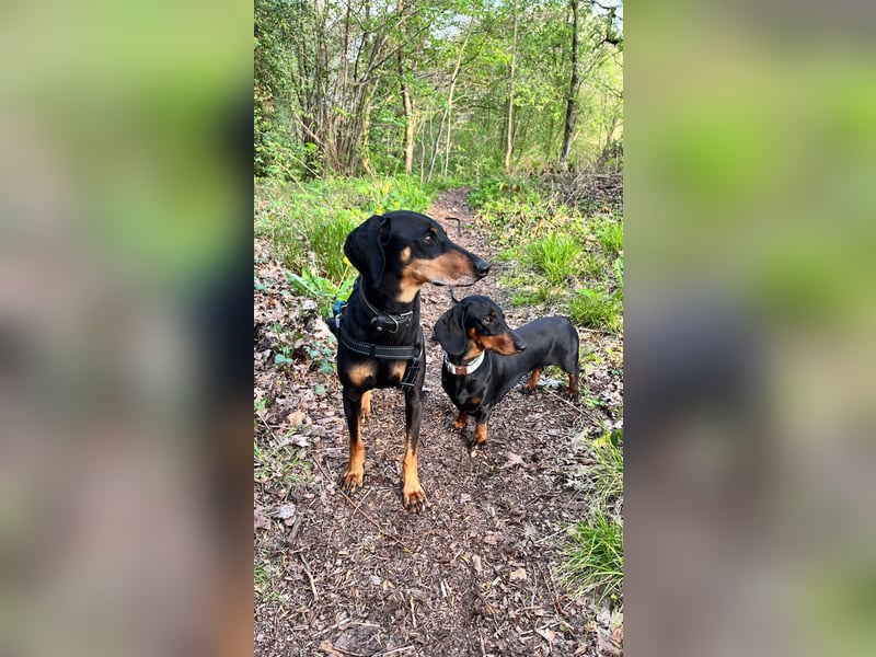 Handlicher, gepflegter, verspielter Kurzhaardackel ähnl. Hundejunge, 5J., Kastriert