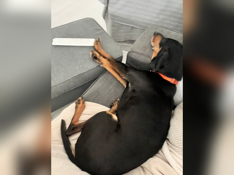 Handlicher, gepflegter, verspielter Kurzhaardackel ähnl. Hundejunge, 5J., Kastriert