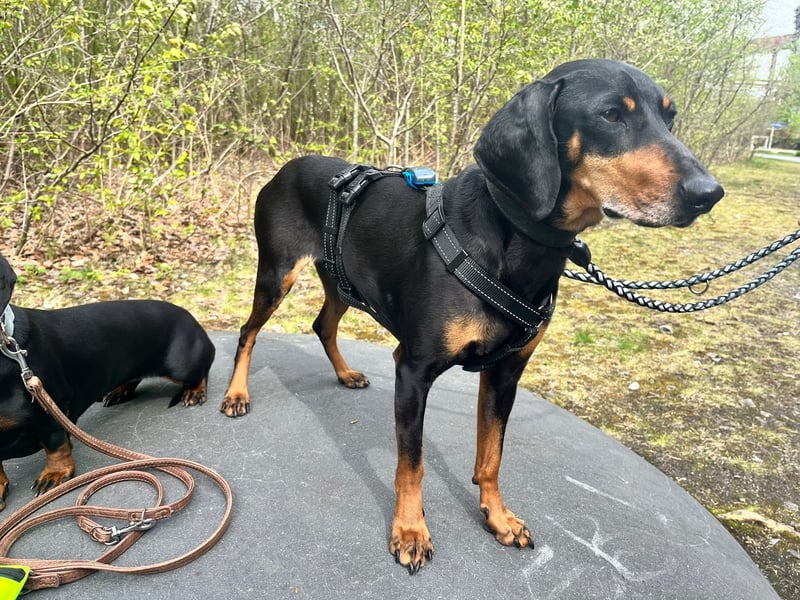 Handlicher, gepflegter, verspielter Kurzhaardackel ähnl. Hundejunge, 5J., Kastriert