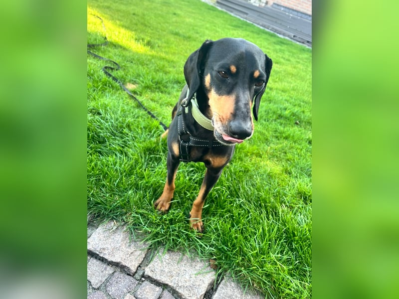 Handlicher, gepflegter, verspielter Kurzhaardackel ähnl. Hundejunge, 5J., Kastriert