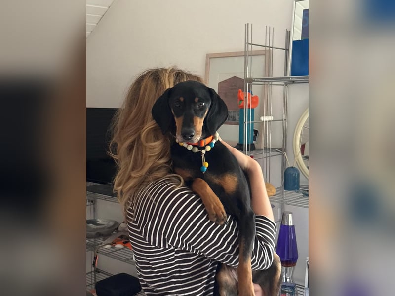 Handlicher, gepflegter, verspielter Kurzhaardackel ähnl. Hundejunge, 5J., Kastriert