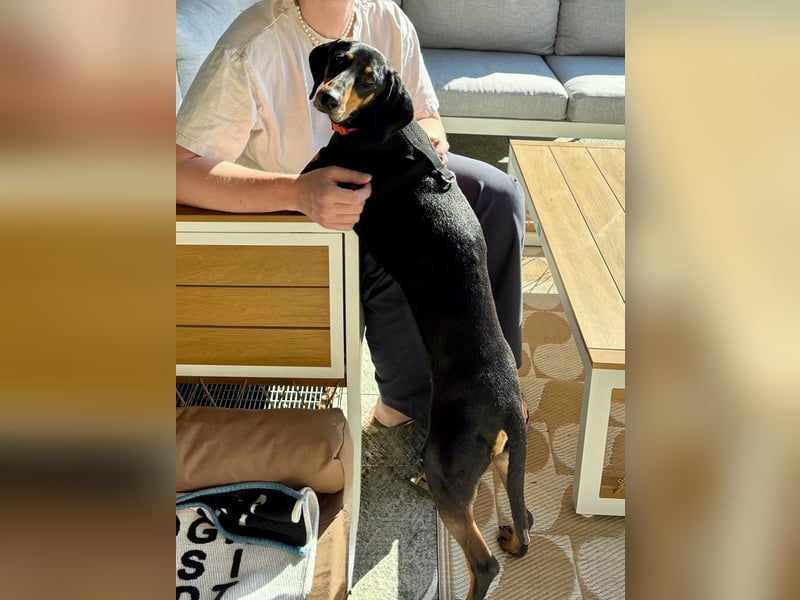 Handlicher, gepflegter, verspielter Kurzhaardackel ähnl. Hundejunge, 5J., Kastriert