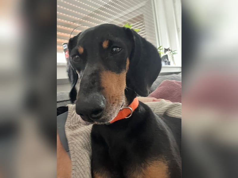 Handlicher, gepflegter, verspielter Kurzhaardackel ähnl. Hundejunge, 5J., Kastriert