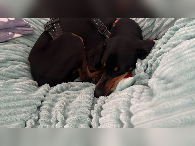 Handlicher, gepflegter, verspielter Kurzhaardackel ähnl. Hundejunge, 5J., Kastriert