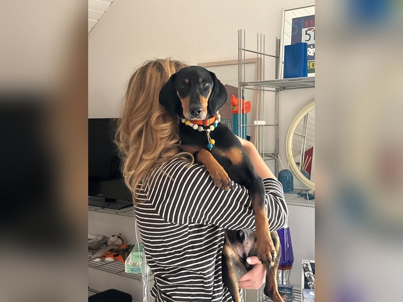 Handlicher, gepflegter, verspielter Kurzhaardackel ähnl. Hundejunge, 5J., Kastriert
