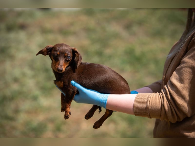 Rauda