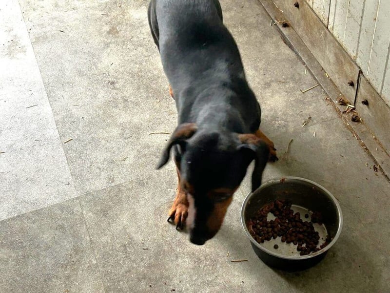 Dackel Enno sucht eine neue Familie