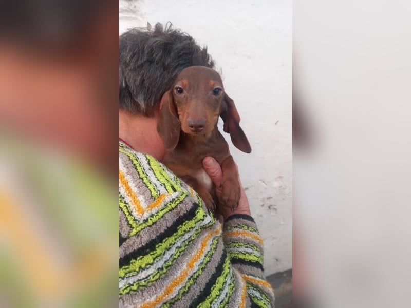 Avani PP– kleine Dackelin wartet auf ein warmes Körbchen