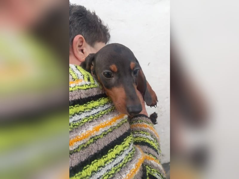 Azir PP– Dackelwelpe träumt von schöner Zukunft