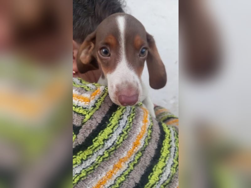 Alejandro PP– Kleiner Dackel würde gerne auf große Reise gehen