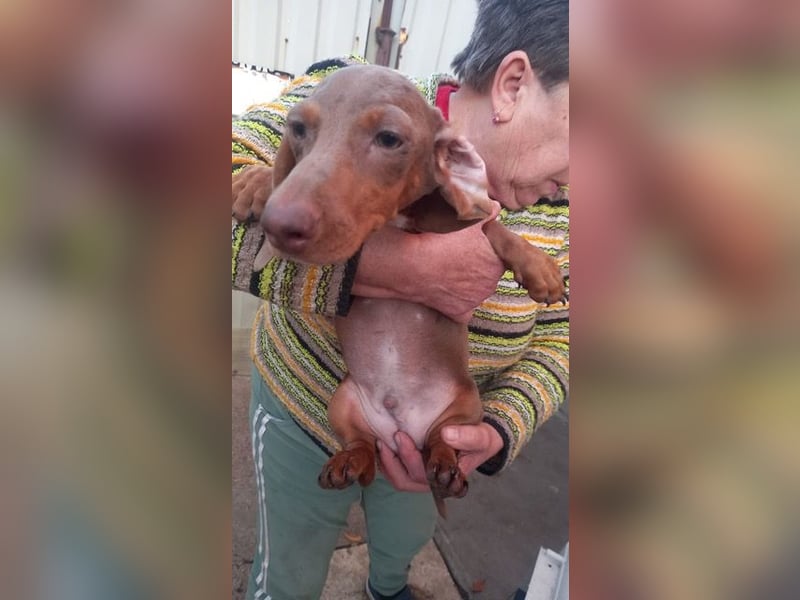 Alois PP– Kleiner Dackel würde gerne auf große Reise gehen