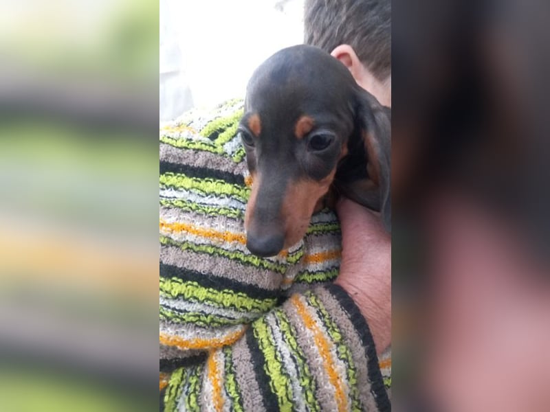 Azir PP– Dackelwelpe träumt von schöner Zukunft