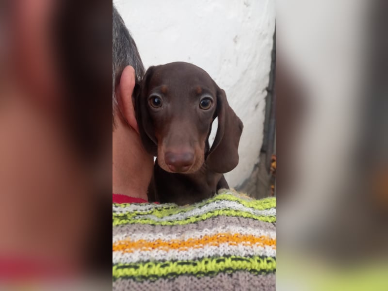 Andras PP– Kleiner Dackel würde gerne auf große Reise gehen