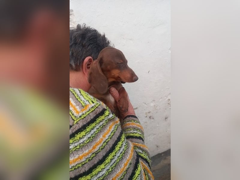 Avani PP– kleine Dackelin wartet auf ein warmes Körbchen