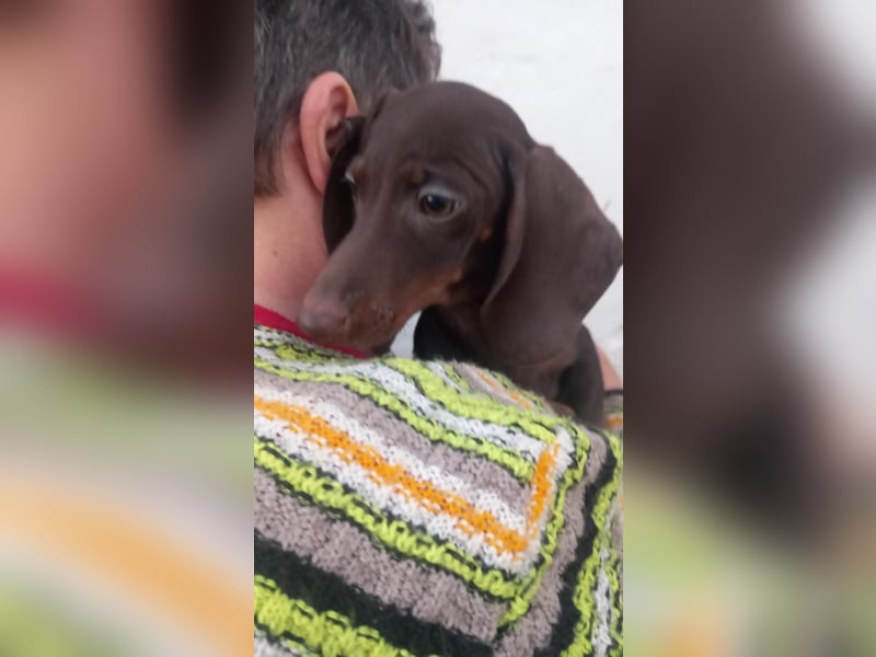 Andras PP– Kleiner Dackel würde gerne auf große Reise gehen