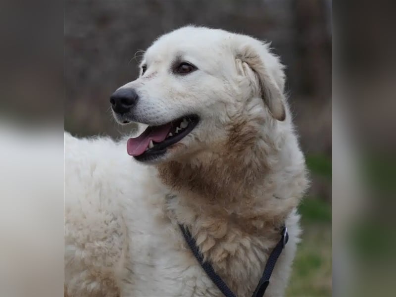 "Bianka", zurückhaltende Kuvasz-Hündin, Sie wünscht sich dass sie wieder ein Zuhause haben darf