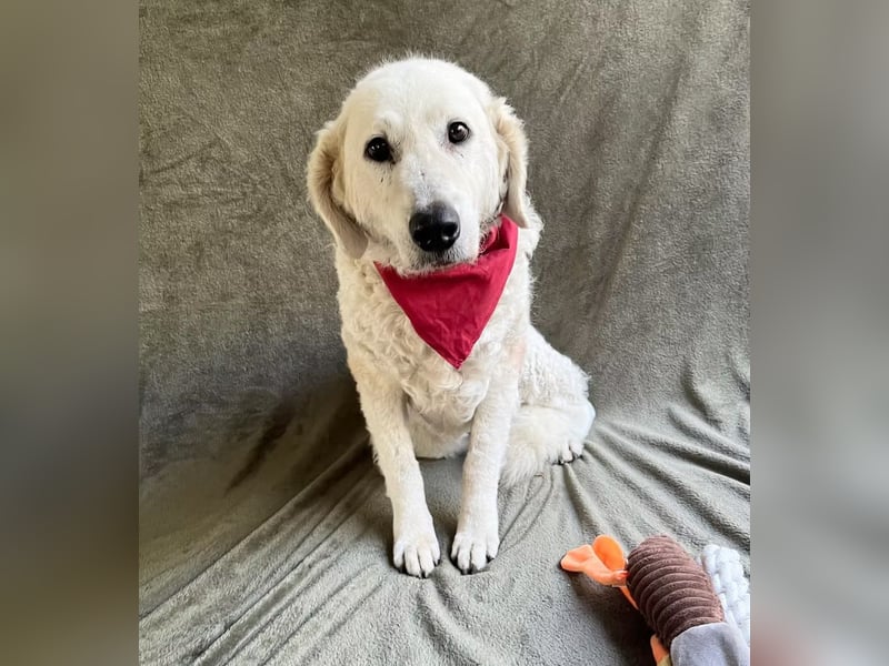Bársony - Sanftes Kuvasz-Mädchen sucht Geborgenheit