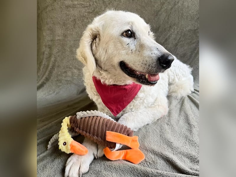 Bársony - Sanftes Kuvasz-Mädchen sucht Geborgenheit