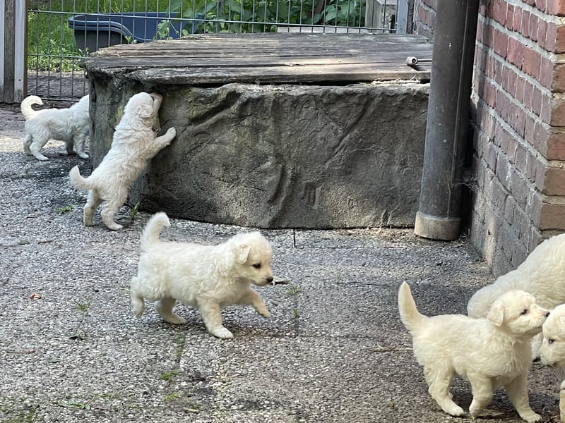 Kuvasz Welpen