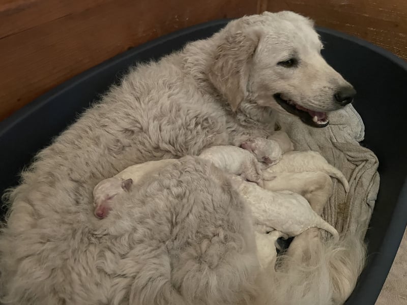 Kuvasz Welpen