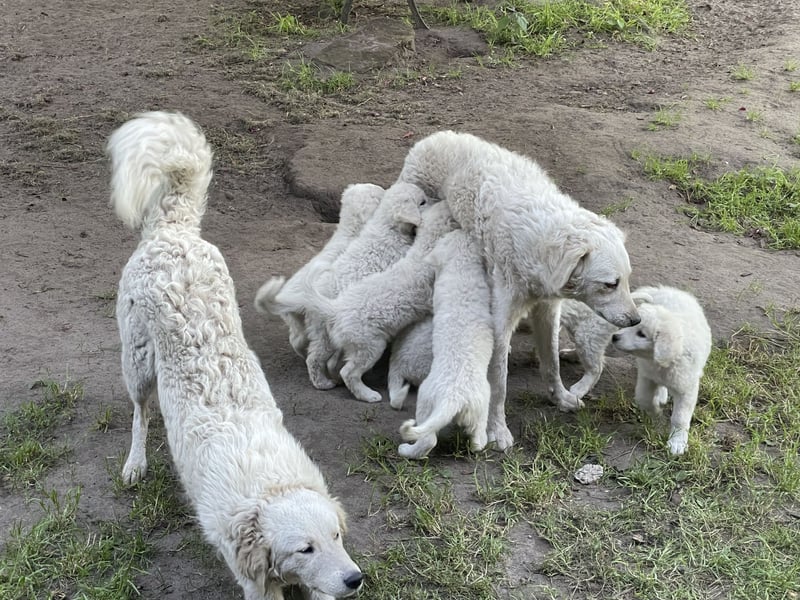 Kuvasz Welpen