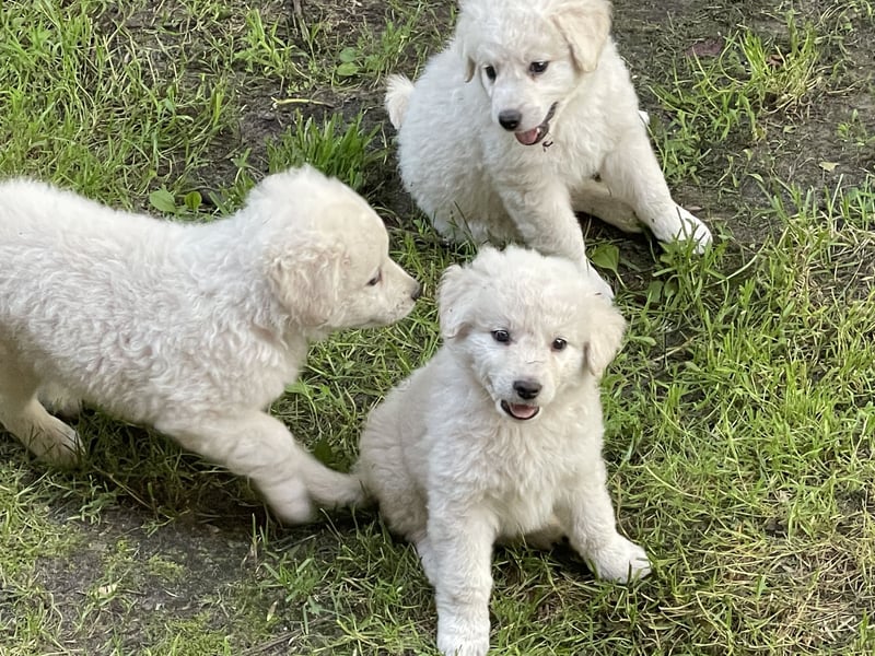 Kuvasz Welpen