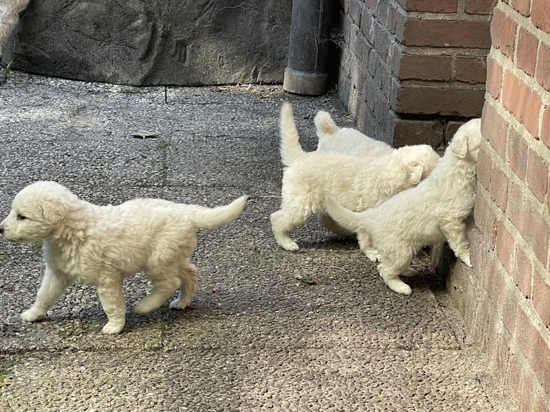 Kuvasz Welpen