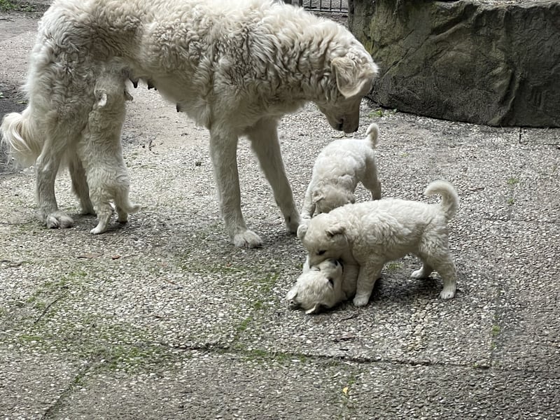 Kuvasz Welpen