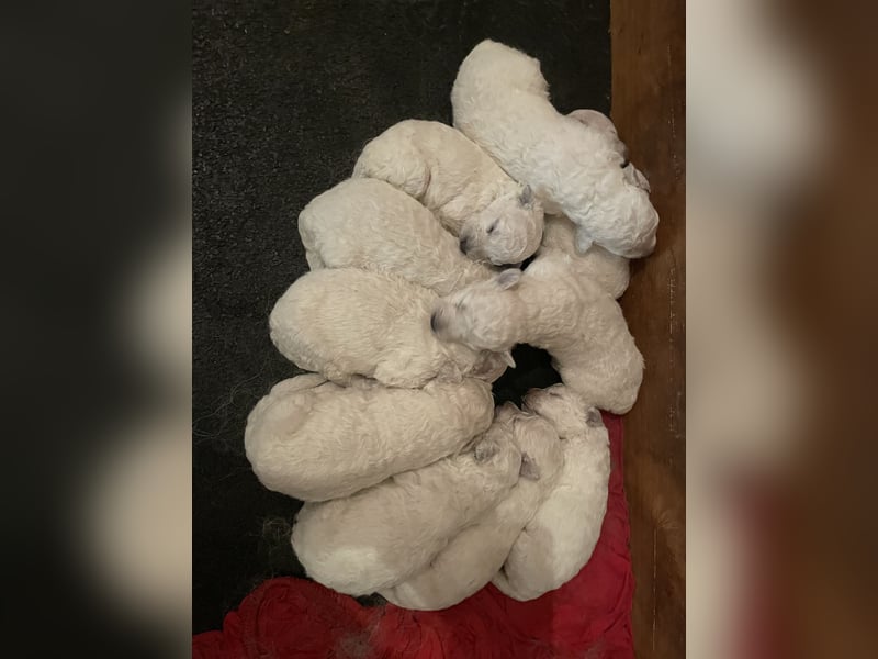 Kuvasz Welpen