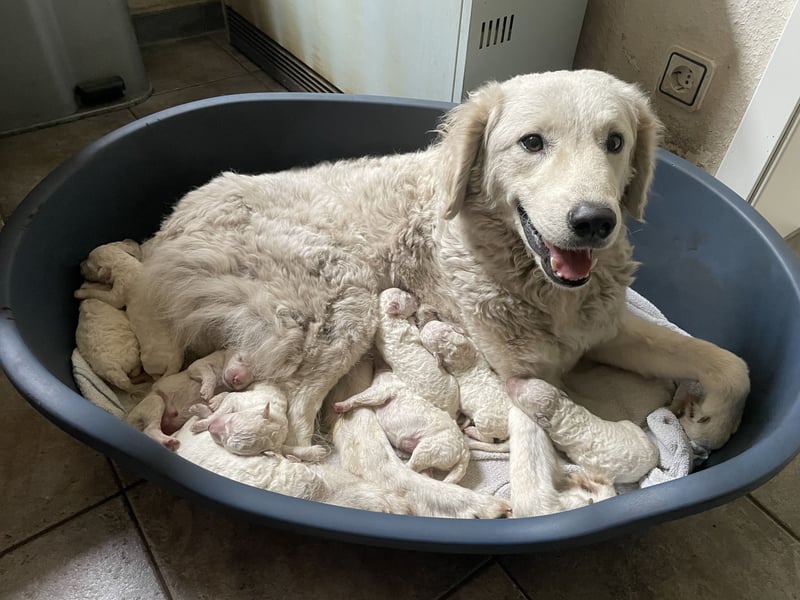 Kuvasz Welpen
