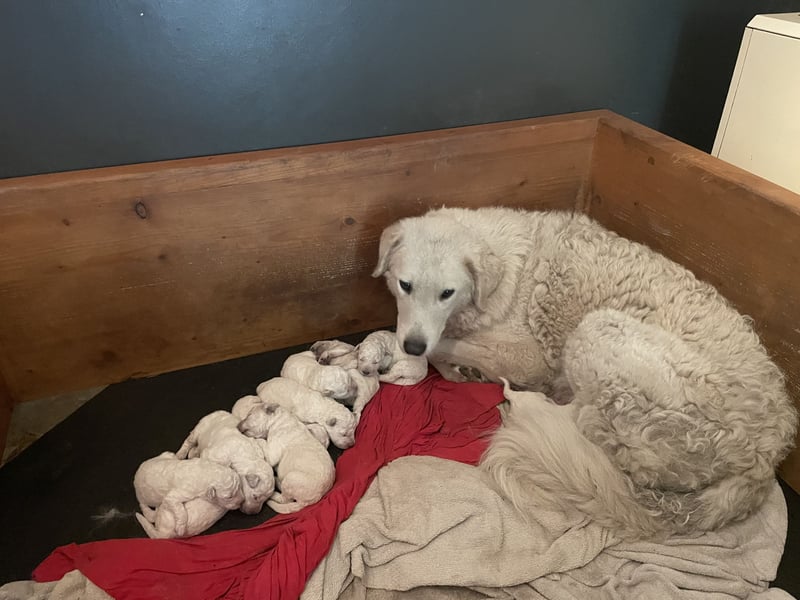 Kuvasz Welpen