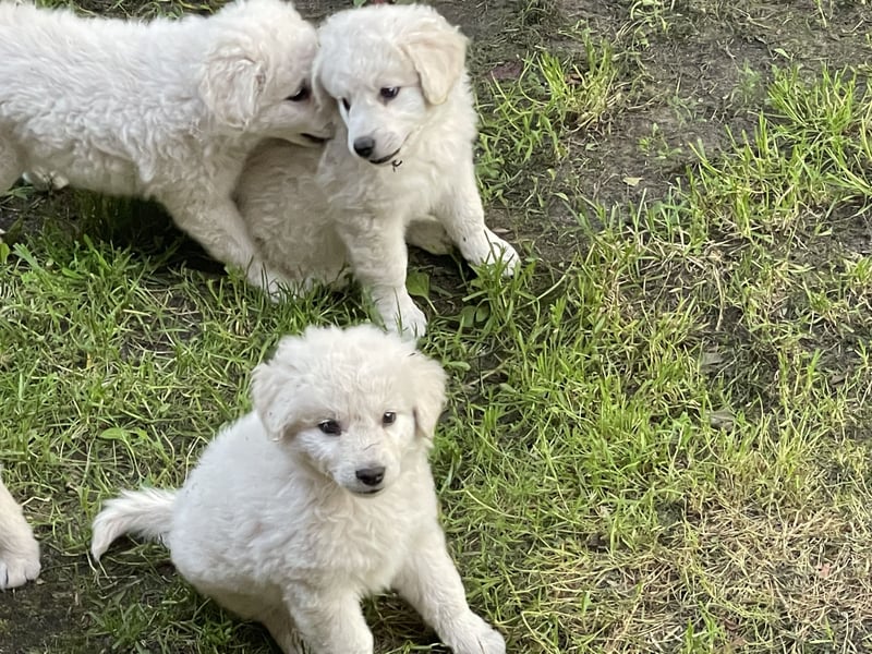 Kuvasz Welpen