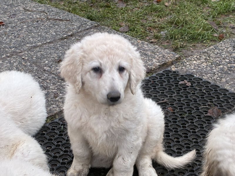 Kuvasz Welpen